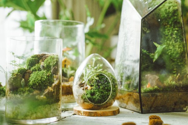 Bán cây cảnh mini và terrarium phong thủy
